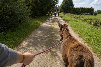 Eselwanderung Eseltastische Auszeit mit 1 Esel  (ca. 4 Std)