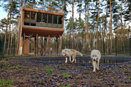 "2 für 1" - Eintritt im Wolfcenter Dörverden