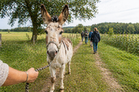 Eselwanderung Langohren-Route mit 2 Eseln  (ca. 1,5 Std)