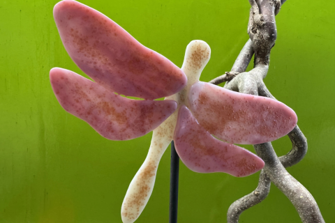 Libelle Rosa