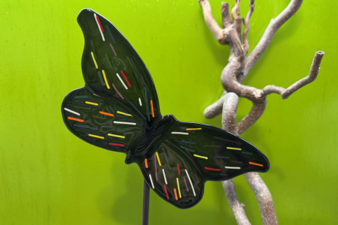 Schmetterling Schwarz/Bunt