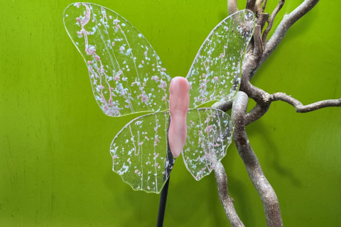 Schmetterling Rosa