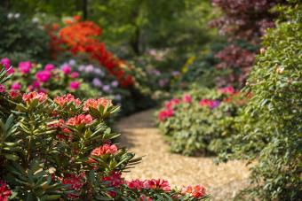 Deutschlands größter Rhodopark - Rhododendronpark Hobbie