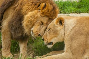 Zoo Osnabrück