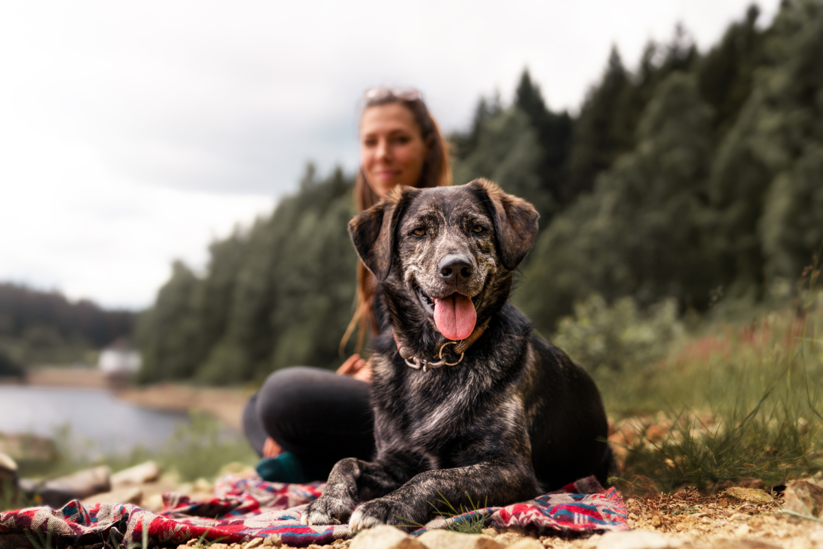 Hundeleben - Unterwegs mit Hund