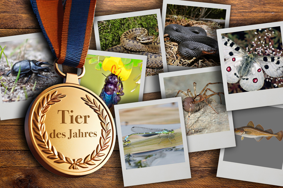 Die 12 Tiere des Jahres 2024 (Teil 2)