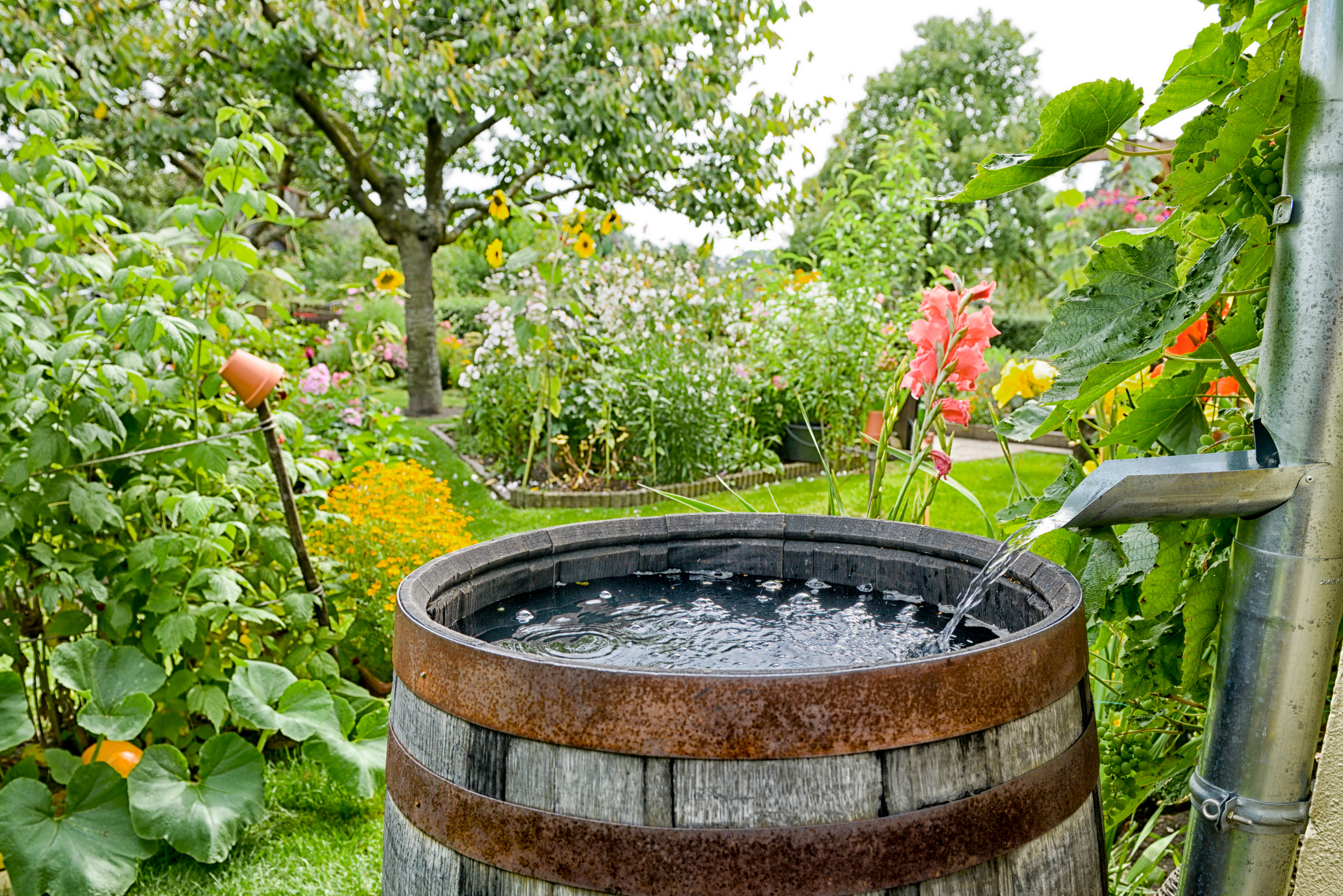 Regentonne aufstellen: nachhaltig den Garten bew&auml;ssern