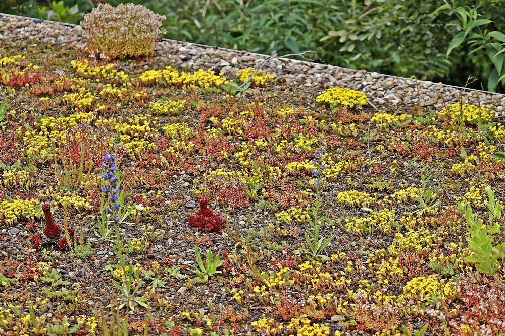 Was gibt's Neues vom Gründach? Blumen statt Bitumen! 