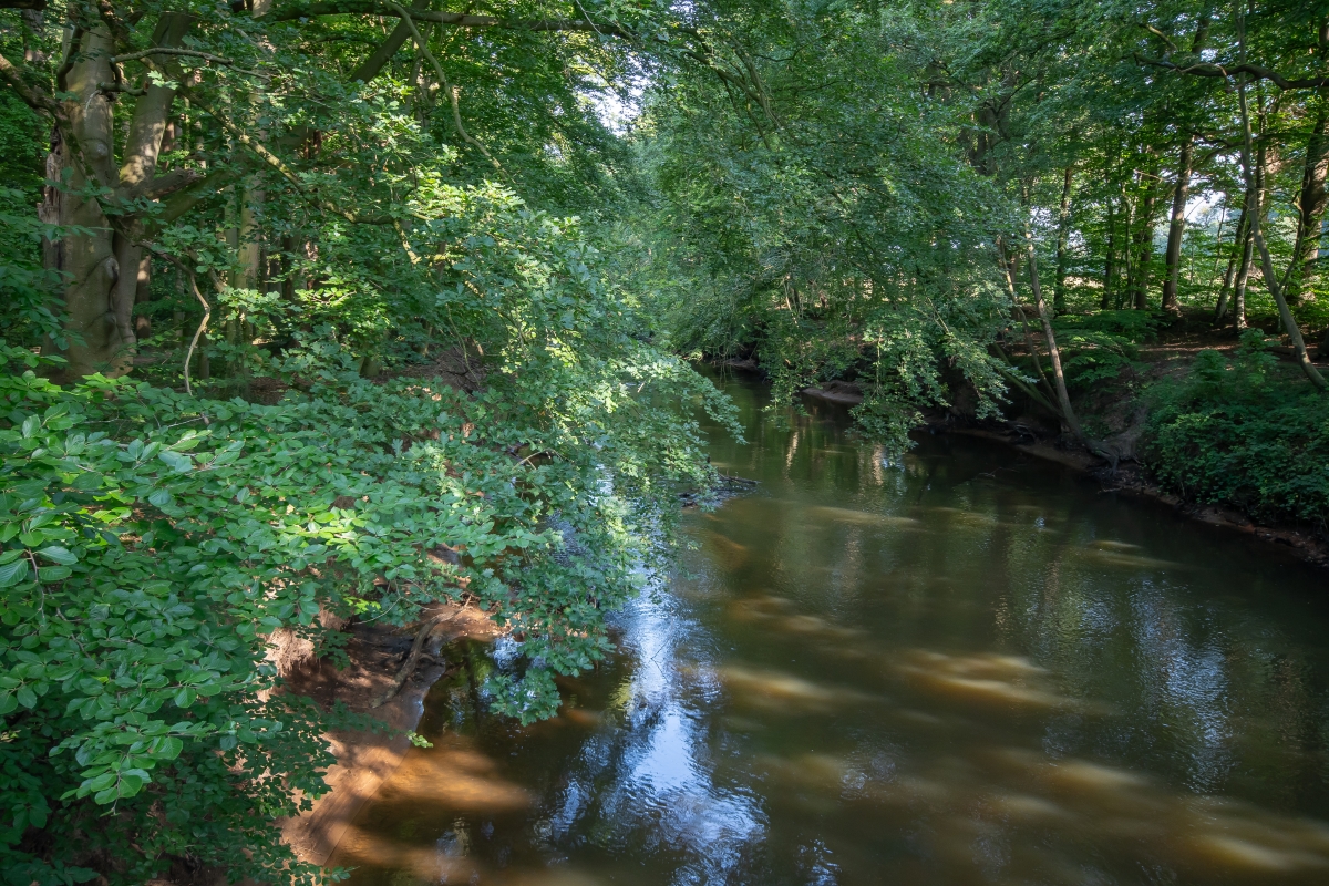 Ein Fluss, der durch einen Wald flie&szlig;t.