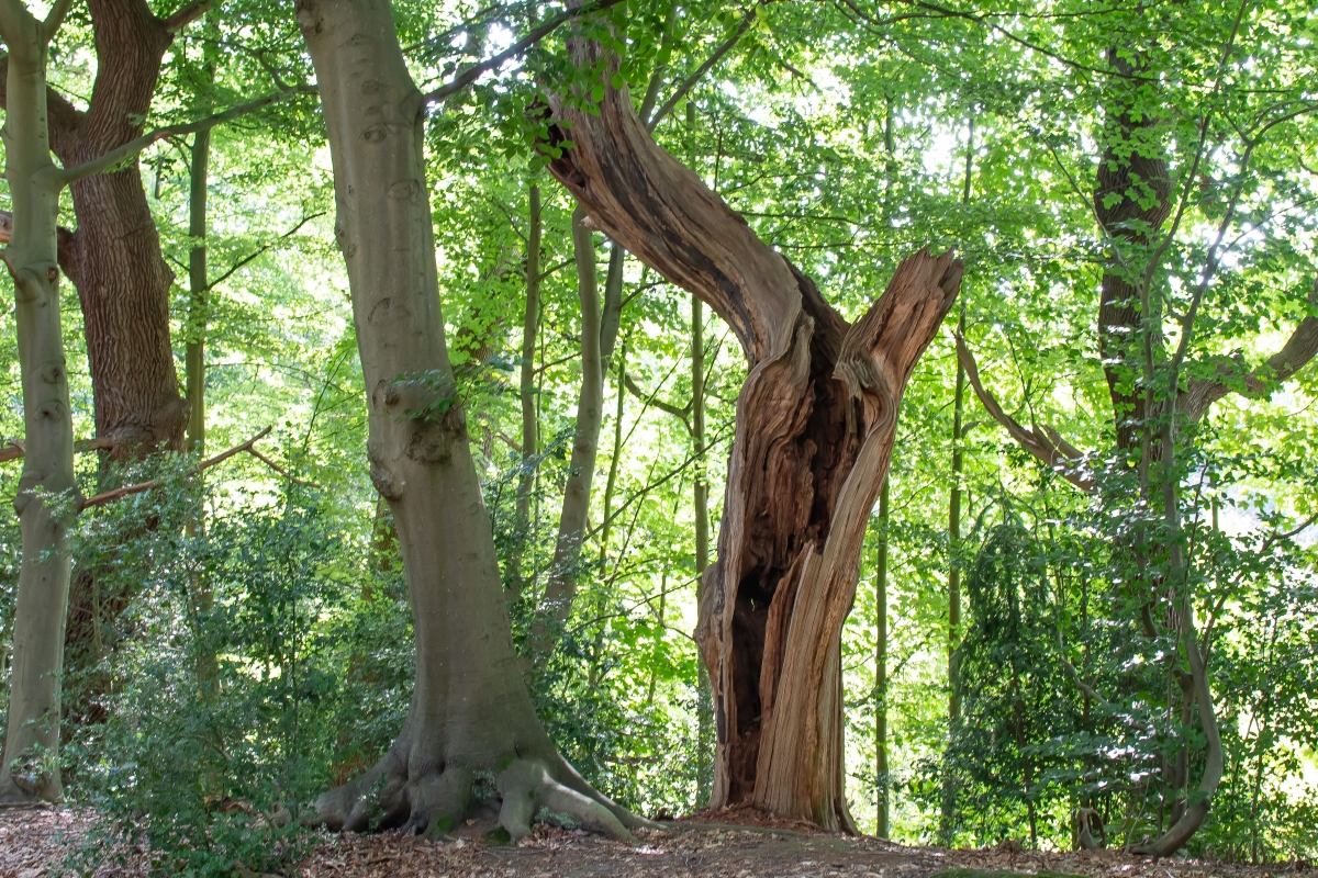 Ein Wald mit dicken Baumst&auml;mmen und vielen gr&uuml;nen Bl&auml;ttern
