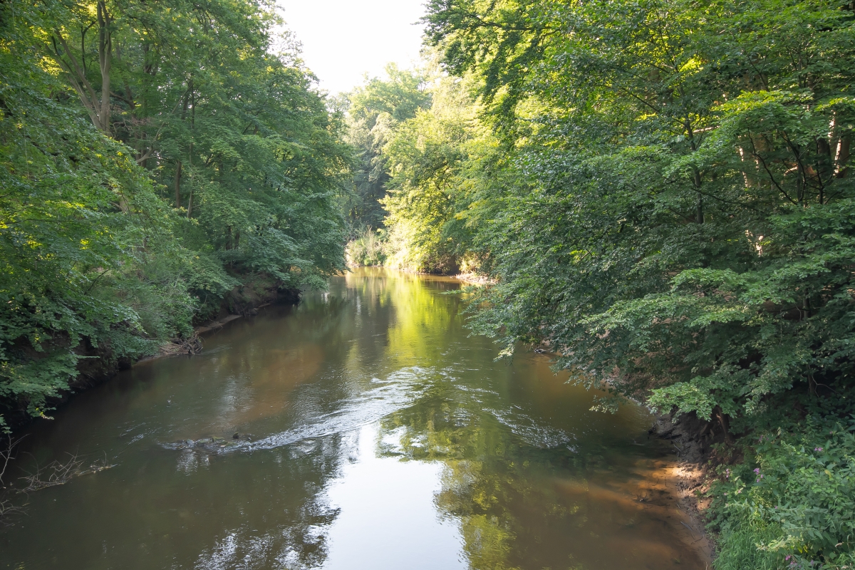 Ein Flu&szlig;, der durch einen Wald flie&szlig;t