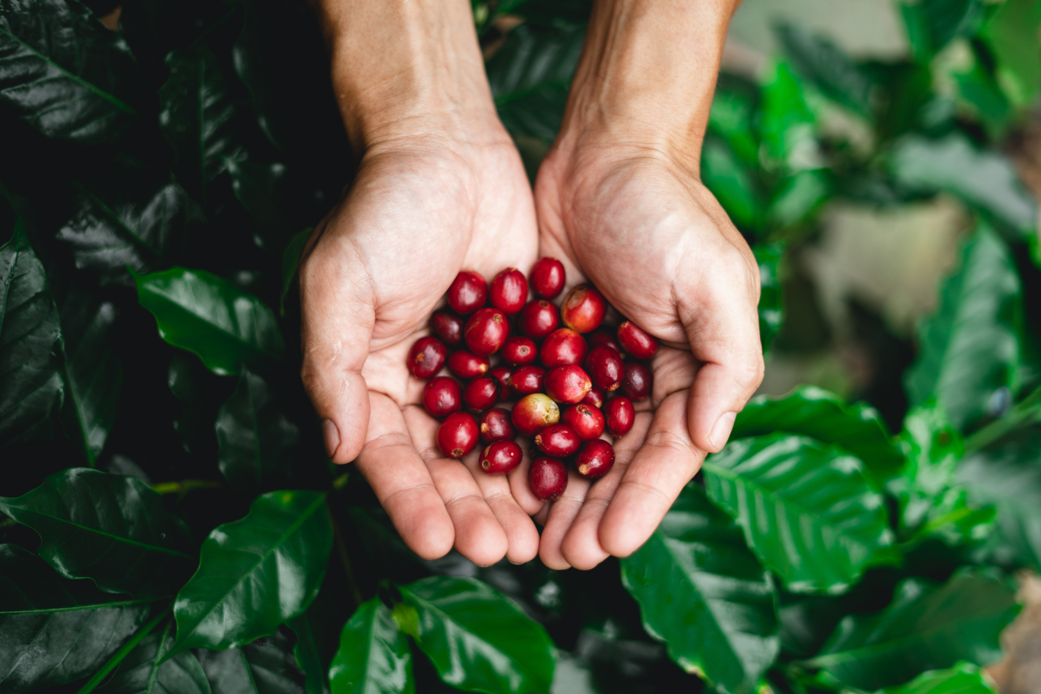 Kirsche der Kaffeefrucht