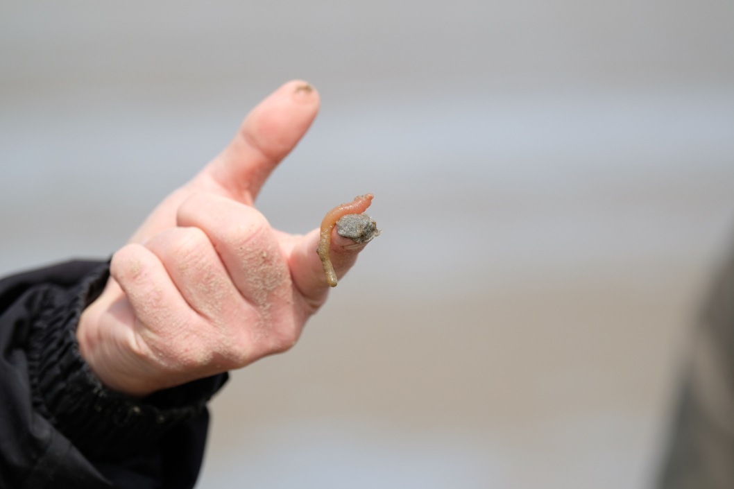 Ein Wattwurm auf einem Finger
