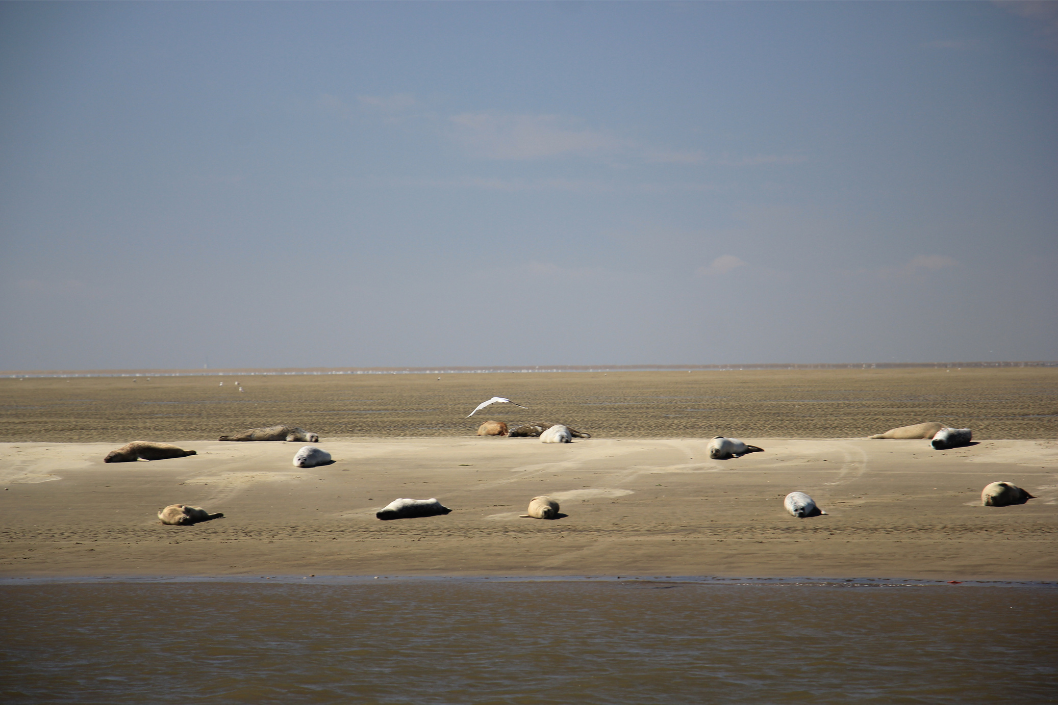 Seehunde liegen auf einer Sandbank im Wattenmeer